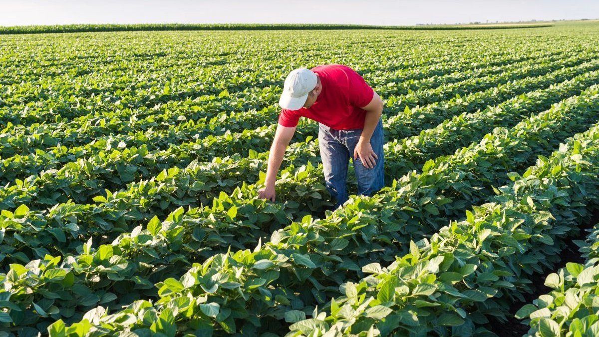 Argentina rinde homenaje a su motor productivo y económico en el día de la agricultura nacional