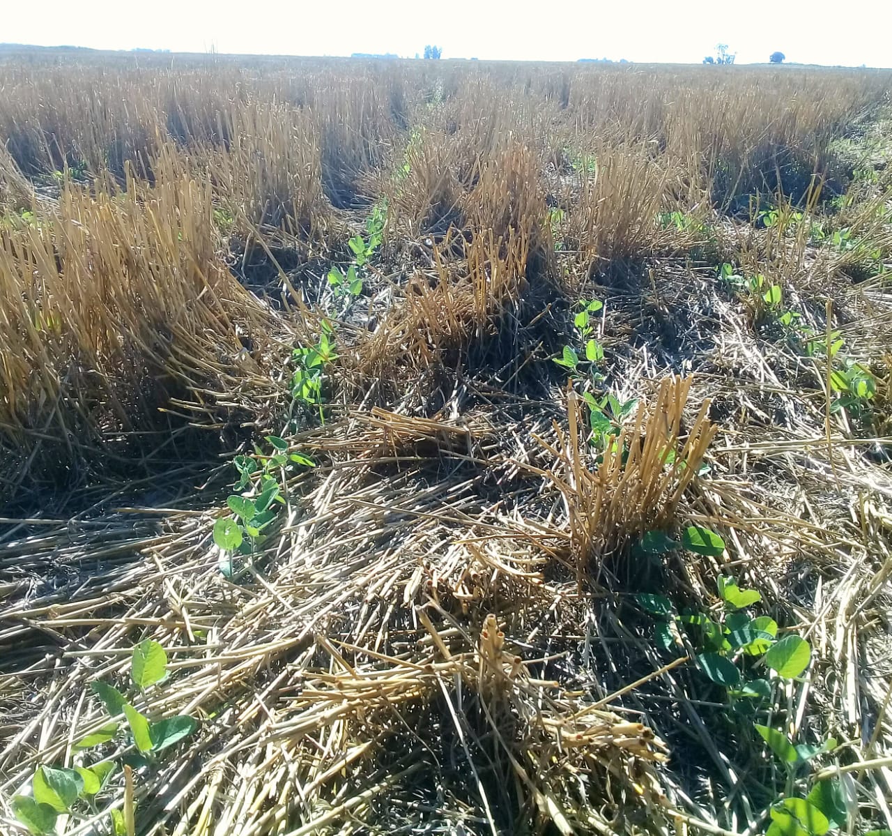 Las sojas de segunda se reactivaron pero falta más agua