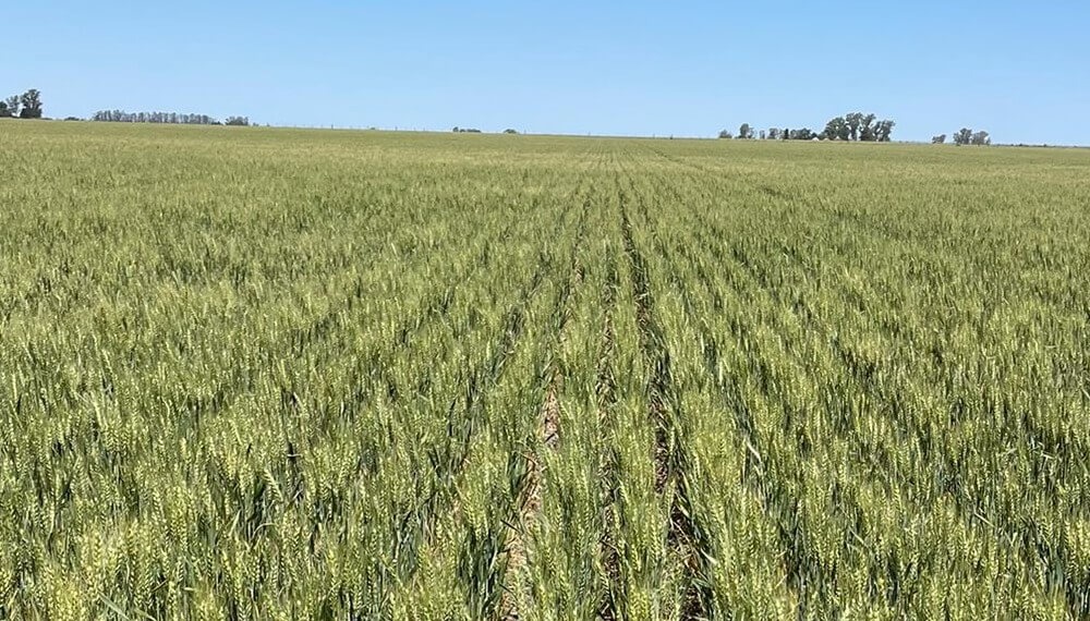 El trigo resiste ante un julio implacable: el 60% está muy bueno y el 40% bueno