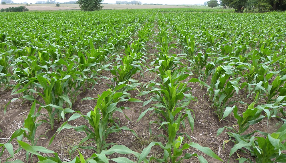 Alta incertidumbre para el maíz 2024/25: la intención de siembra cae un 30% respecto al año pasado en la región