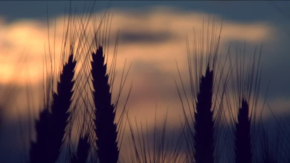 Temperaturas bajo cero complican aún más la situación del trigo