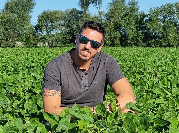 Pulgones de la alfalfa: una plaga que se puede combatir con menos impacto ambiental