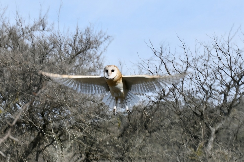 Más aves libres: 21 ejemplares silvestres regresaron a la naturaleza en La Calera