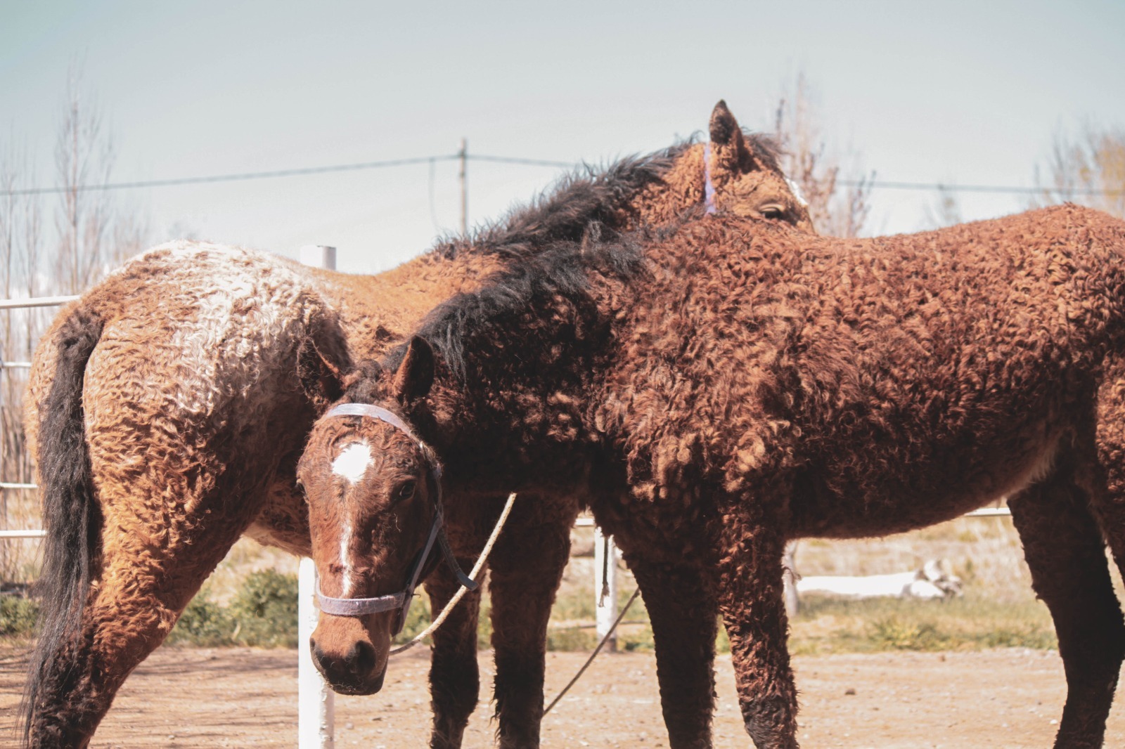 En Maquinchao se crían los últimos caballos con rulos de América del Sur