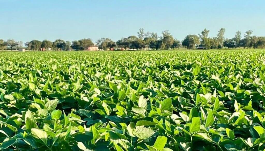 Proyectan una suba en la siembra de soja que sería la más grande en siete años