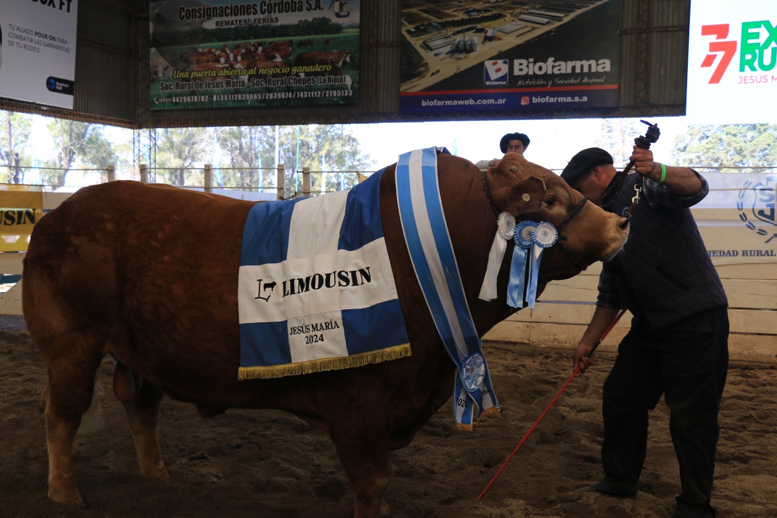 Jesús María: pagaron 9 millones por el gran campeón macho Limousin