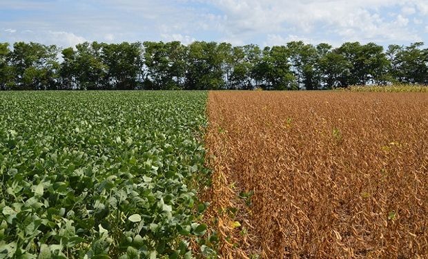  En Chicago subió la soja producto de la preocupación de la sequía en Brasil