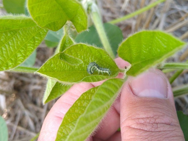 FMC lanza Coragen® Evo, la evolución de su insecticida estrella, Coragen