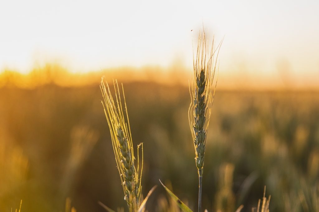 En plena definición del trigo y sin agua, se pierde al menos un 10% del potencial