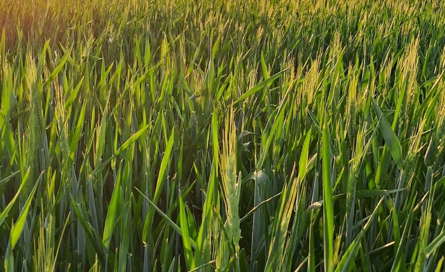 Córdoba: En la primera estimación de producción invernal se esperan rindes mayores a la campaña pasada