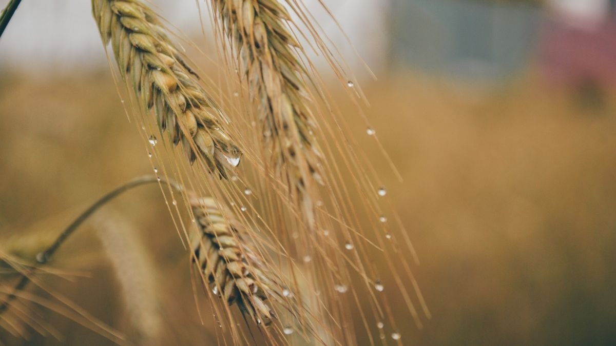 Las lluvias detienen la caída del rinde de trigo