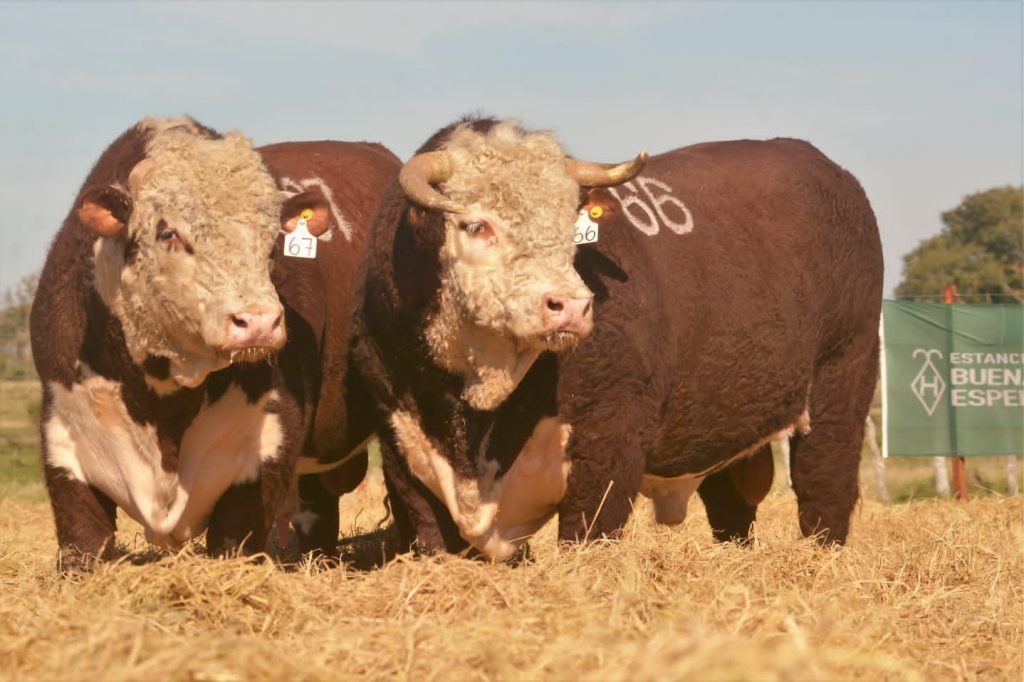 Las lluvias cambiaron el ánimo de los productores ganaderos