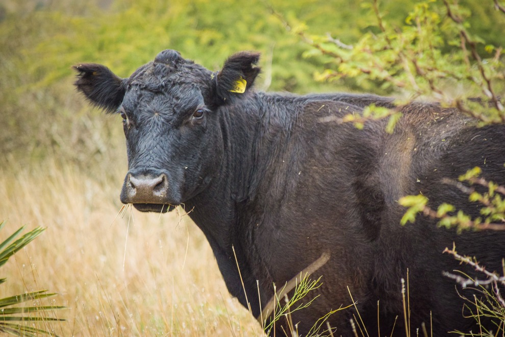 Córdoba avanza hacia un modelo sostenible de manejo de bosque con ganadería integrada