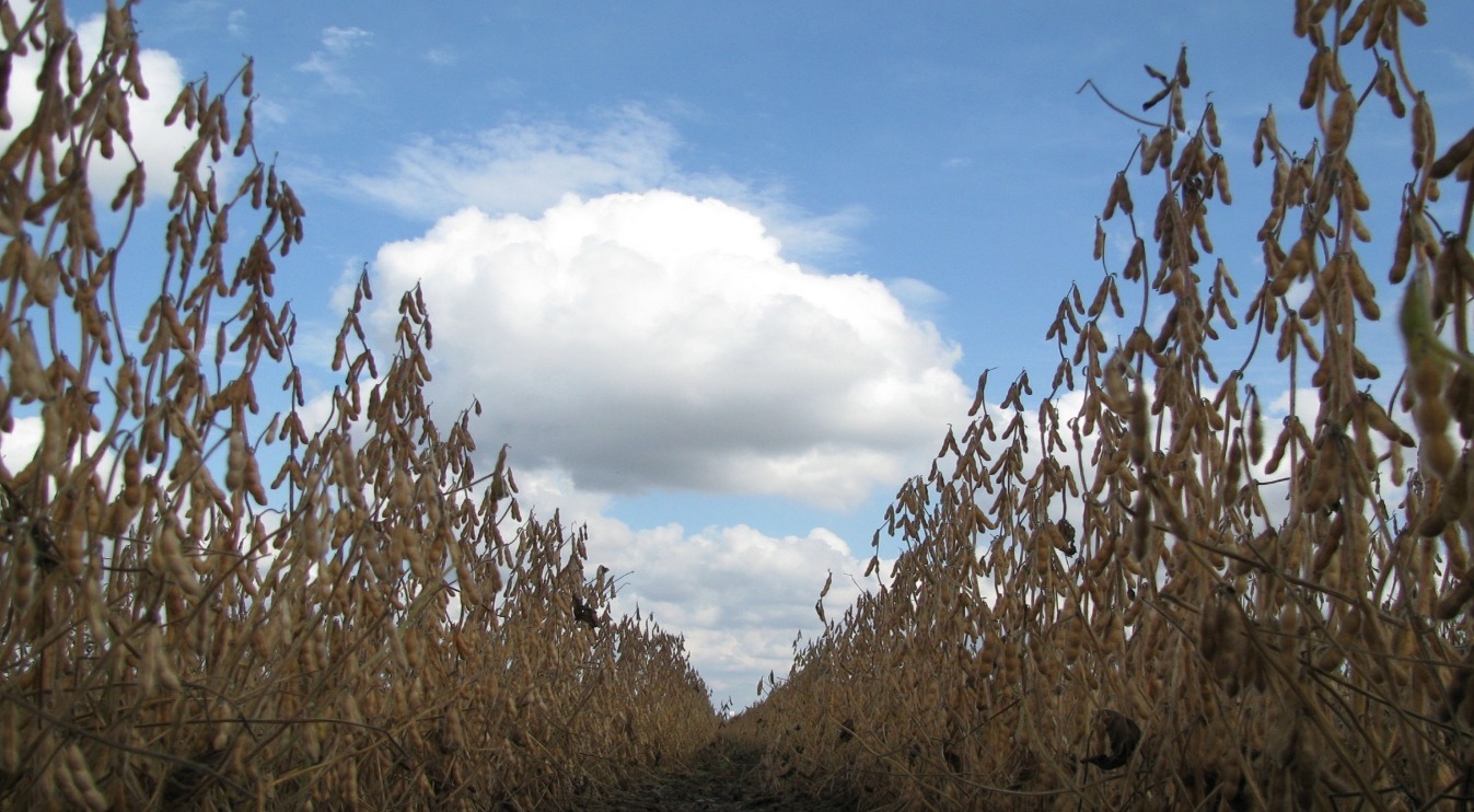 Jornada Alianzas estratégicas: producción sostenible de soja en la región del Gran Chaco Argentino