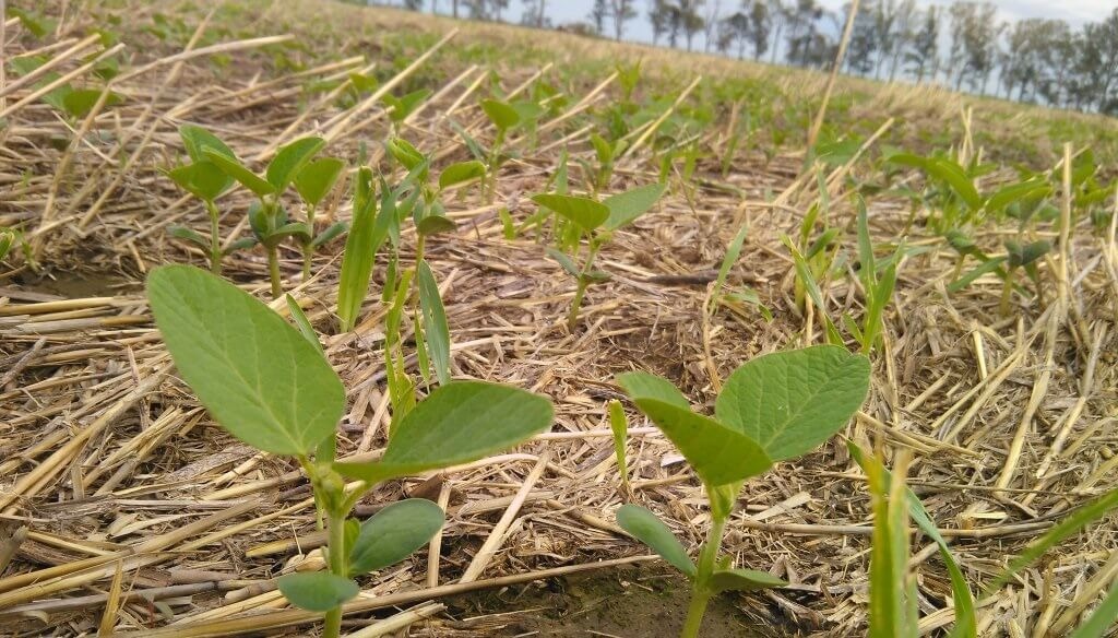 La soja ya emerge en la zona núcleo y se confirman los problemas de calidad en las semillas