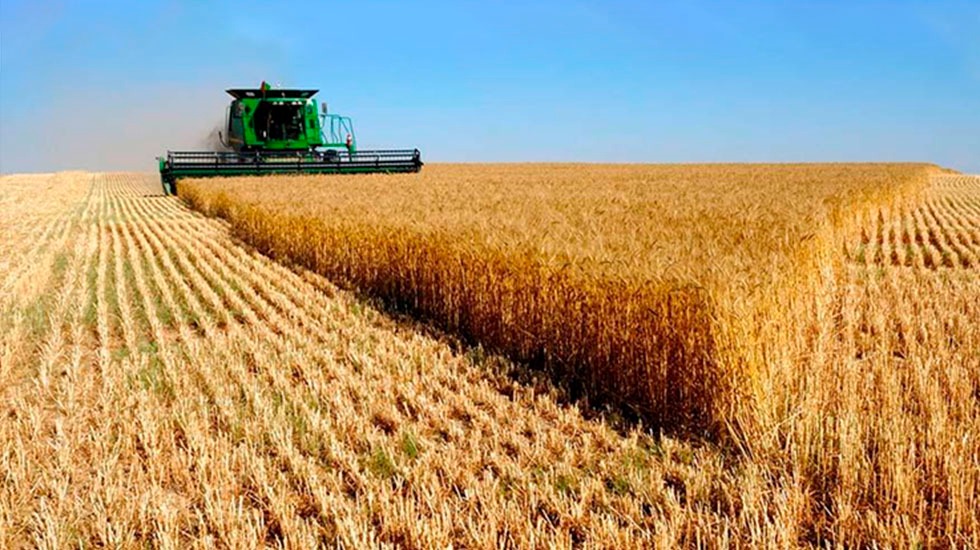 Las lluvias llegaron tarde para el trigo y se estima una producción de 18,8 Mt