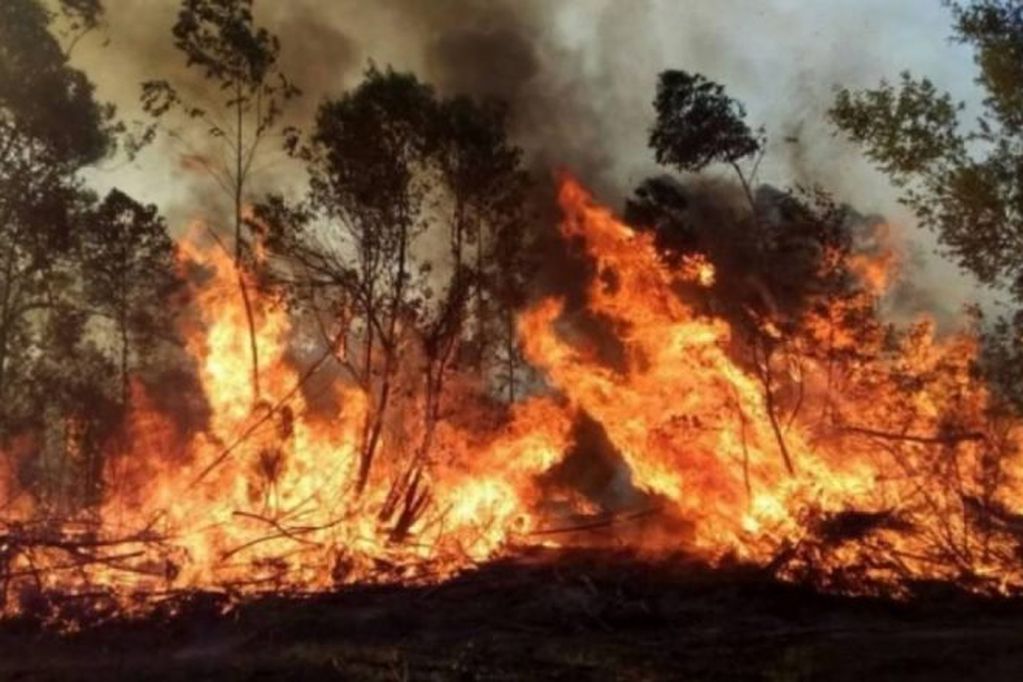 En Corrientes los incendios llegaron a los Esteros del Iberá