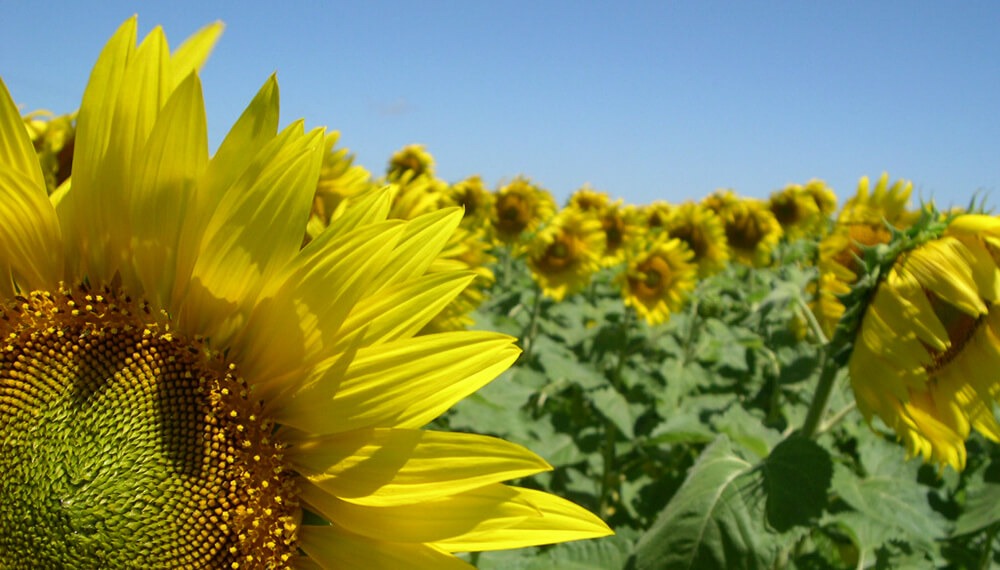 El girasol con las mayores exportaciones de aceite y subproductos en 18 años