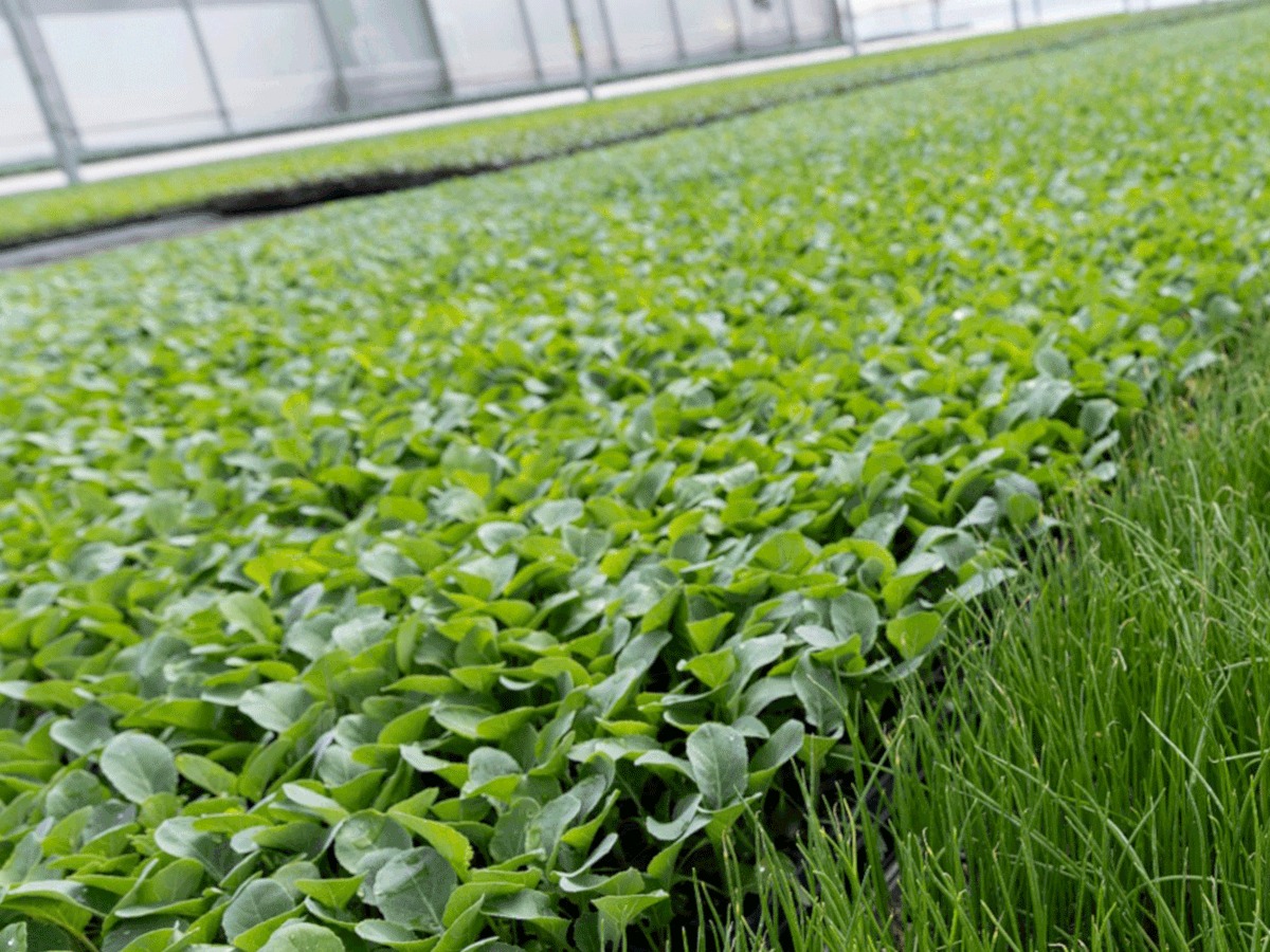 Jornada-taller en la FCA UNC: “¿Tenemos materiales fitogenéticos básicos para nuestra producción?”