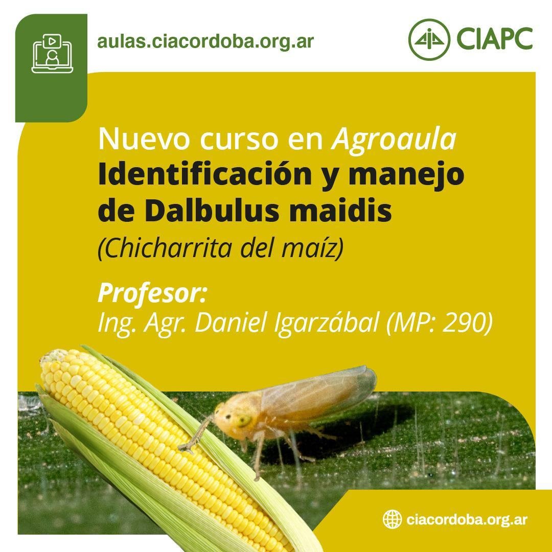 “Identificación y manejo de Dalbulus maidis”, el nuevo curso del CIAPC a través de su plataforma AGROAULA