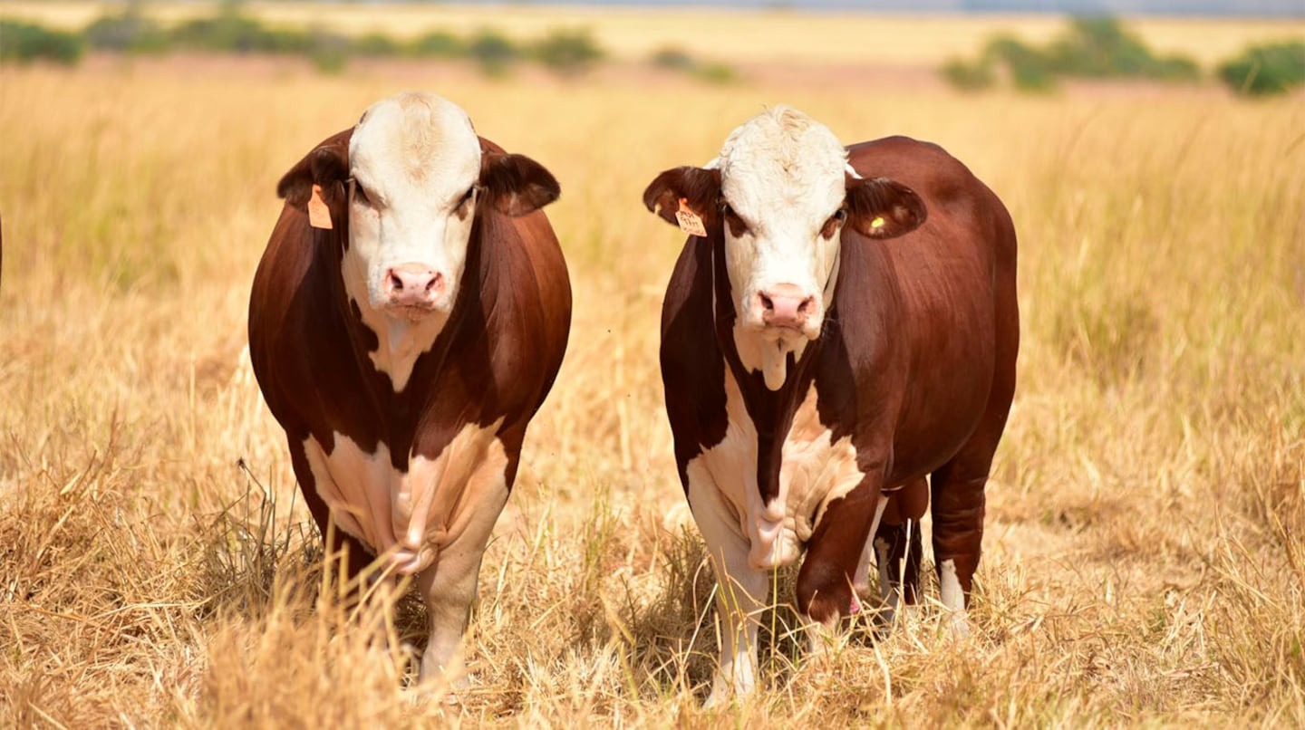 Con seguimiento digital, apuntan a transformar la ganadería y aumentar la competitividad de la carne argentina