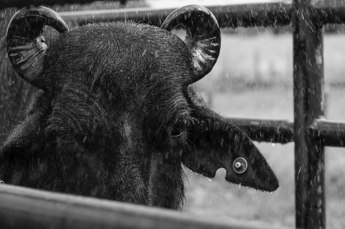 Leche de Búfala: la única empresa que domina el mercado argentino pretende crecer en calidad