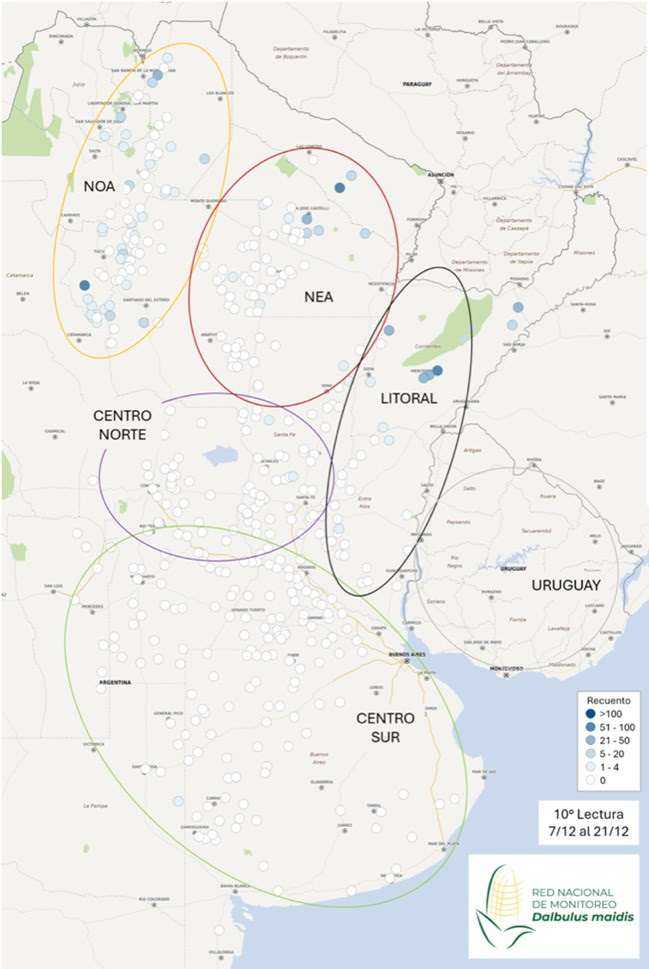 La chicharrita sigue ausente en más del 97% de las principales regiones maiceras; creció en focos endémicos de Formosa, Chaco y Corrientes, y frenó en el NOA 

