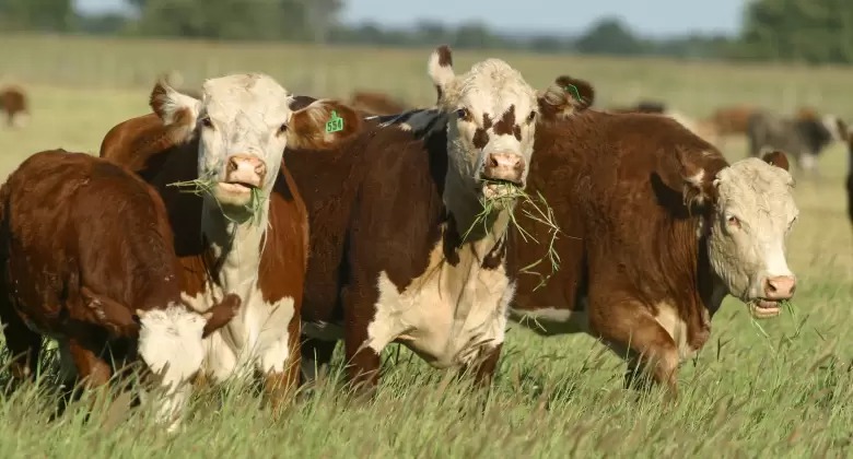 La escasez de hacienda presiona los precios de la carne