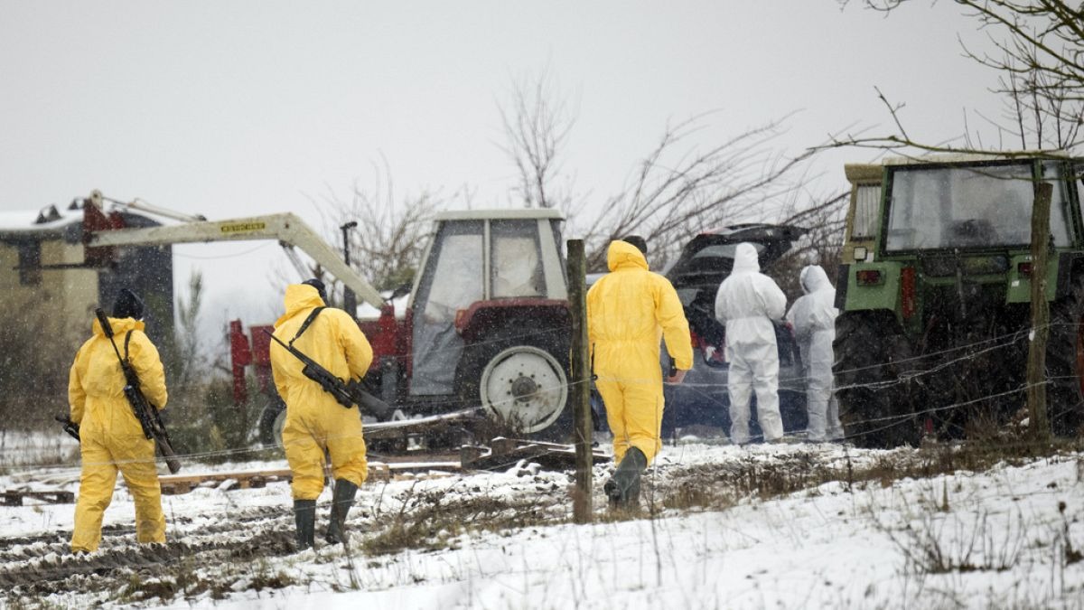 Europa en alerta: El primer caso de fiebre aftosa en Alemania desde 1988