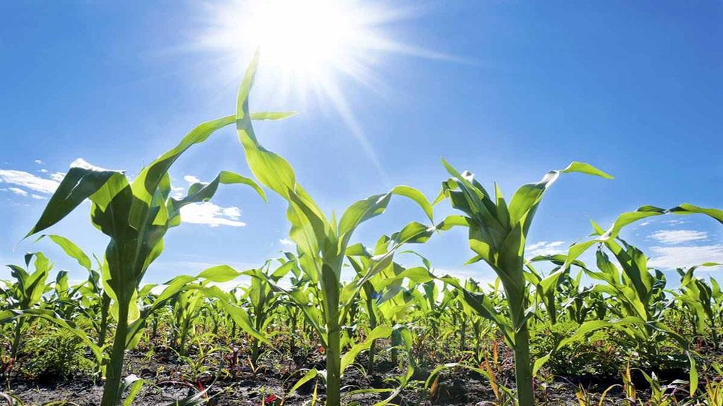 Reporte de temperaturas máximas absolutas 15 de enero 2025