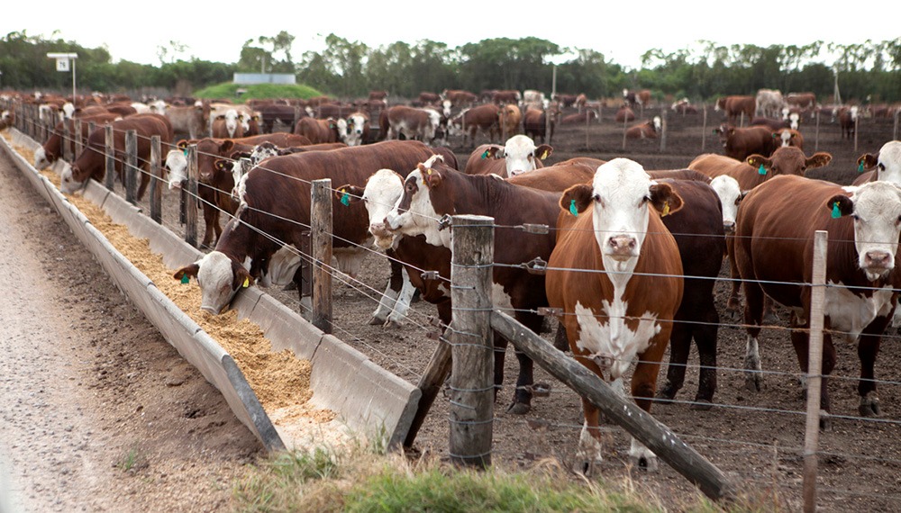 Feedlots: la mejora del gordo anticipa una relación más favorable para el engorde