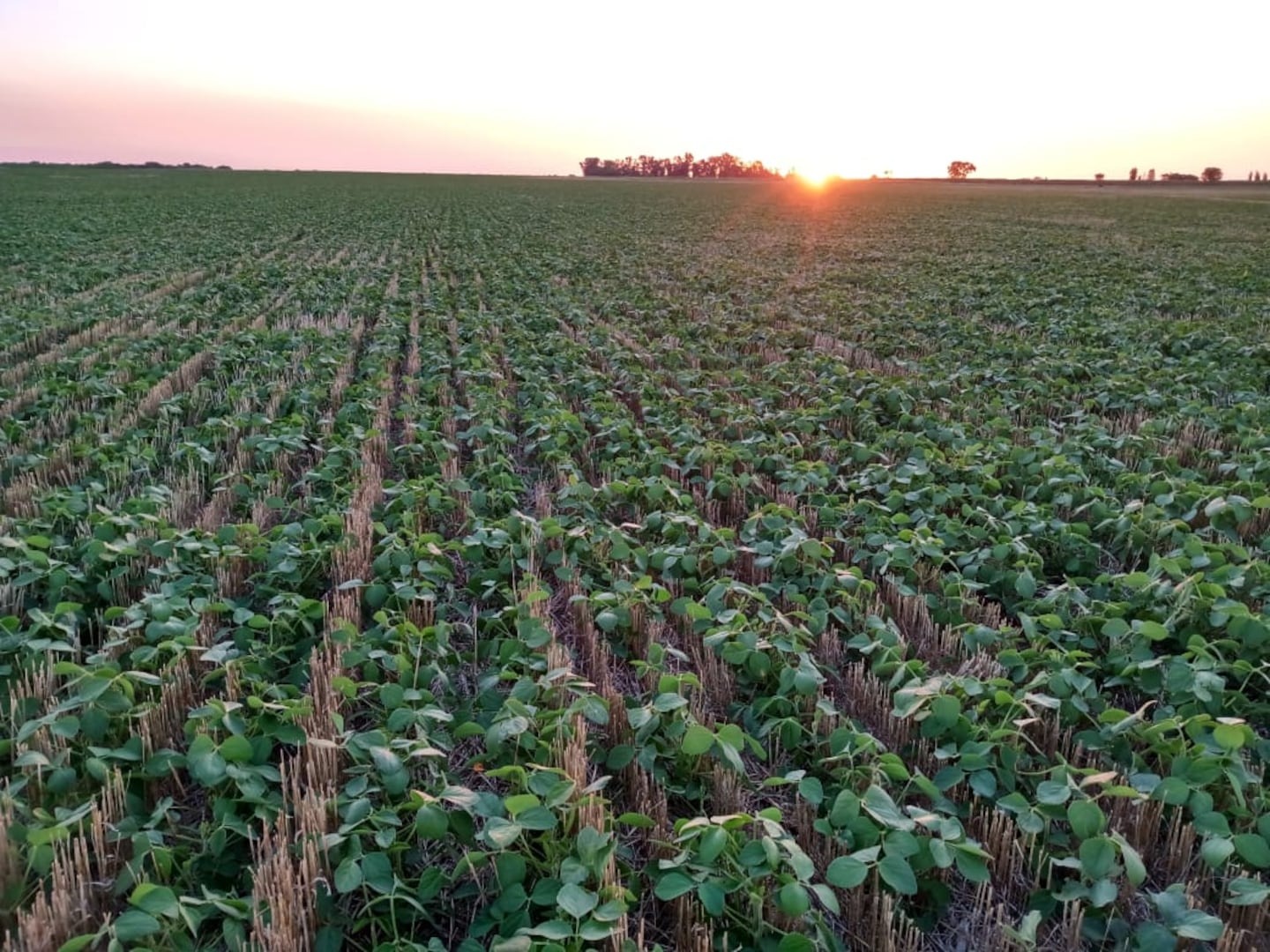 La confianza del agro sufre la mayor caída desde 2019, afectada por el clima y los mercados
