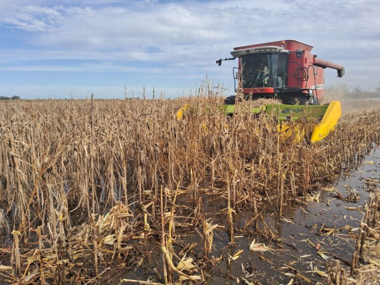 “Es la vocación y estamos preparados”: En 9 de Julio un productor cosecha un lote maíz con el campo totalmente inundado