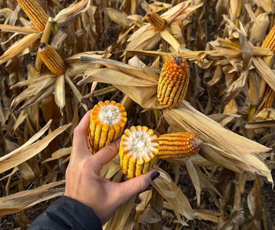 ILLINOIS evoluciona para la nueva campaña de maíz