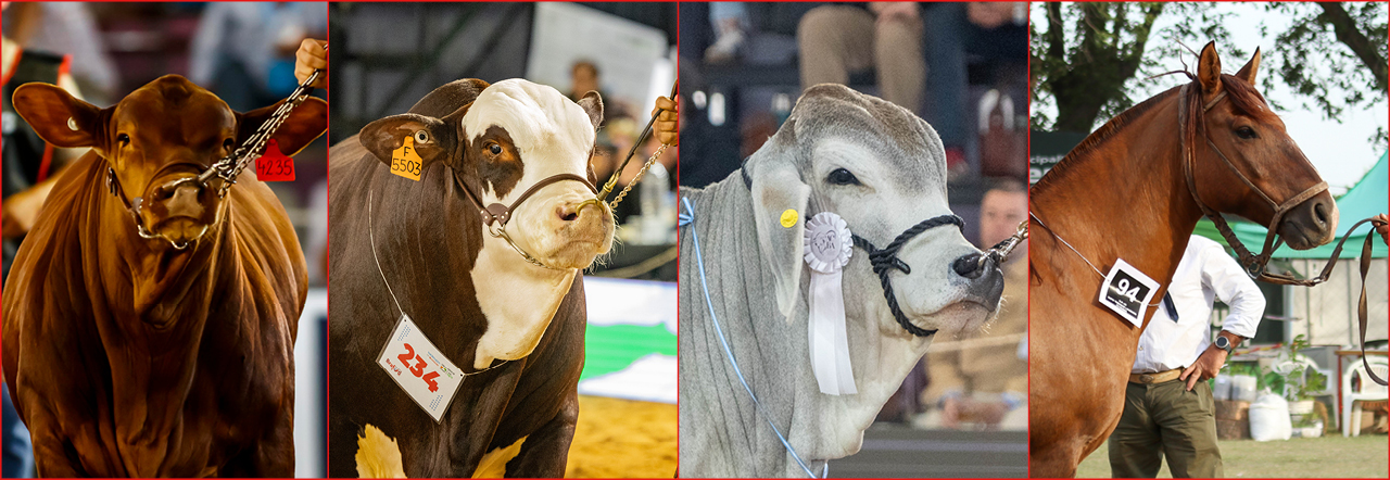 Las Nacionales 2025 llegan a Corrientes con lo mejor de la genética bovina y equina
