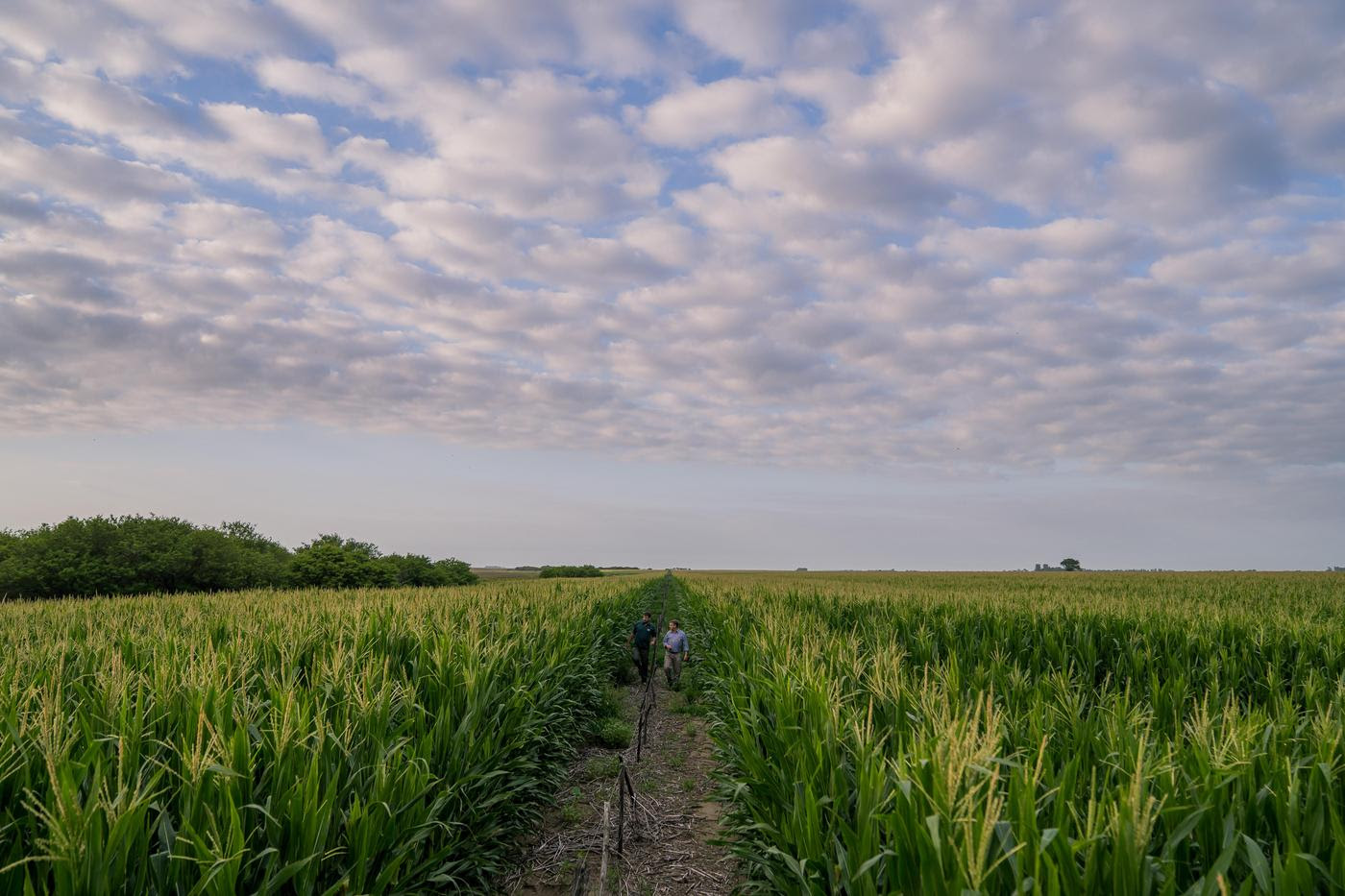 Se larga el “SupraRoad”, la gira de la genética y la agronomía