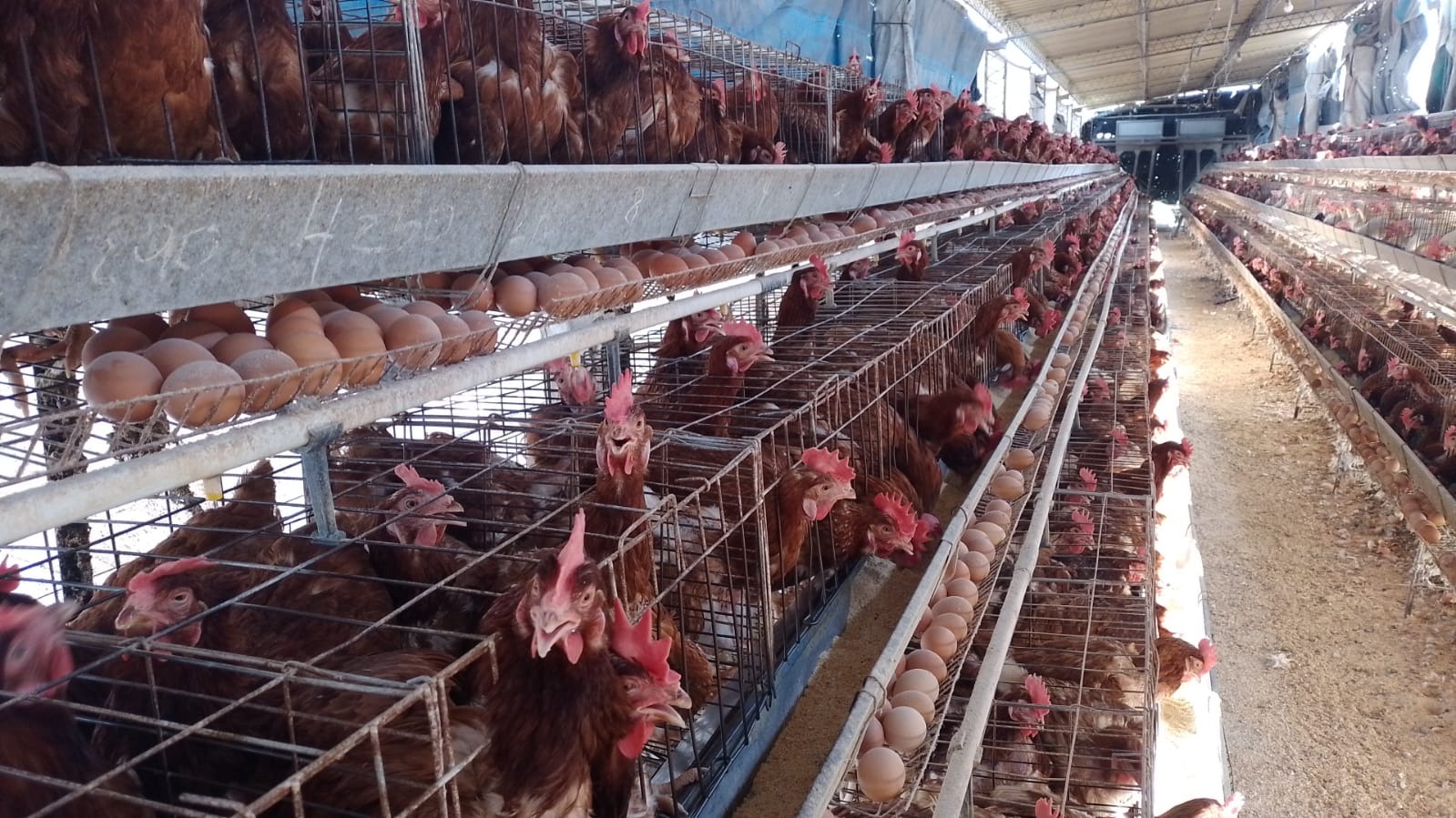 Problemas estacionales e internacionales llevaron el precio del huevo a las nubes