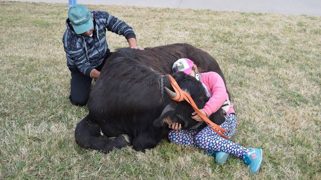 Bufaloterapia y manejo de búfalos, otros de los atractivos en TodoLáctea