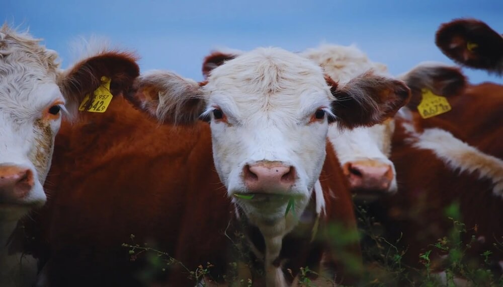 Universidad Austral: “Hay una mejora en el ánimo inversor, especialmente en ganadería”
