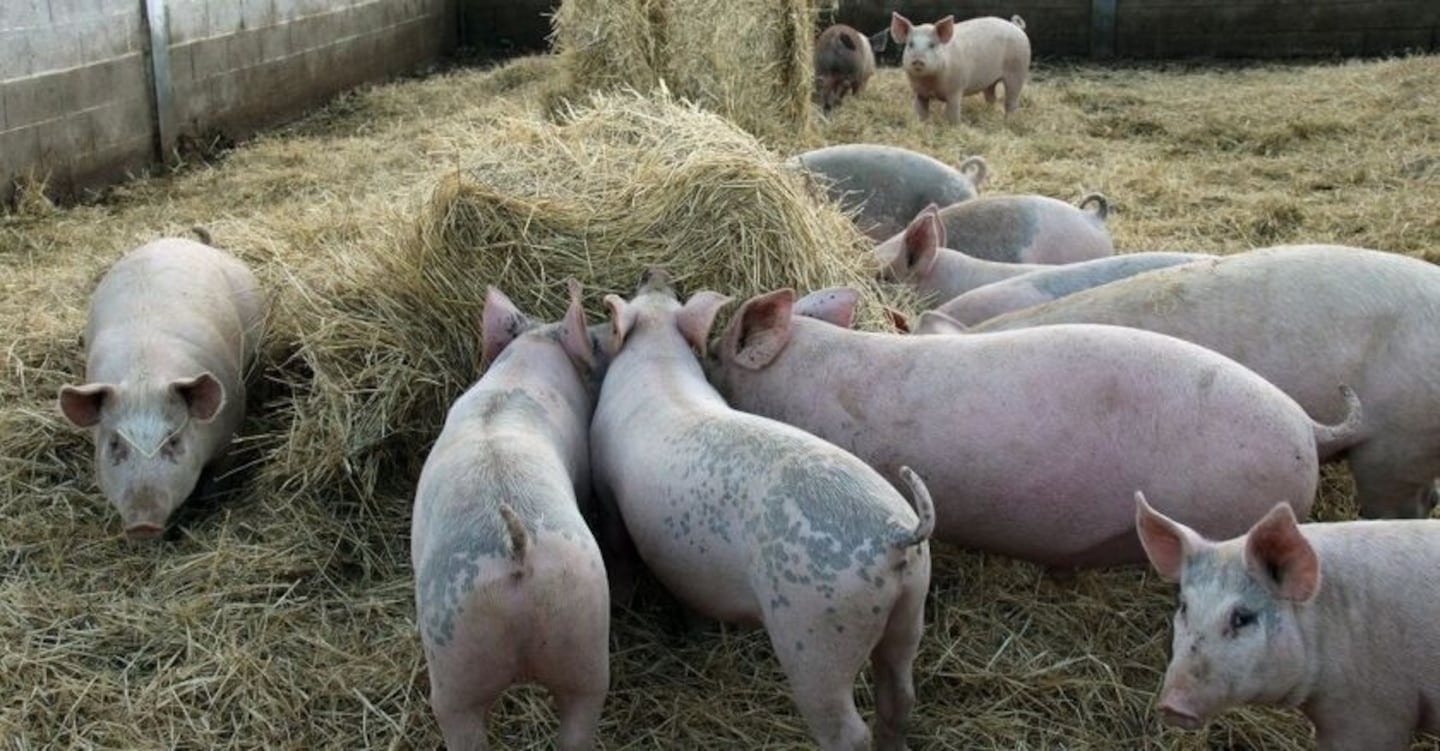 La carne porcina argentina llegó a Filipinas y el comercio exterior agroindustrial pone foco en Vietnam