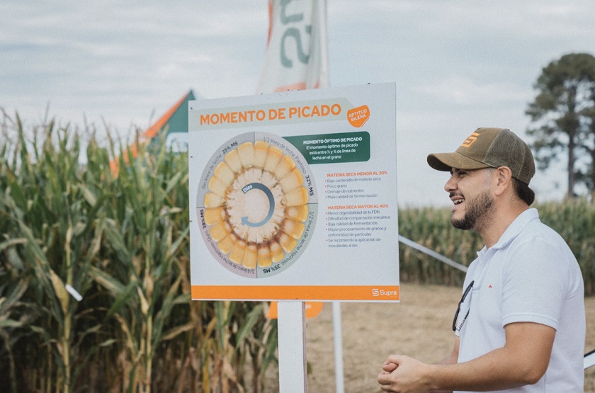 Los híbridos para silo Supra Semillas portan un “triple impacto”