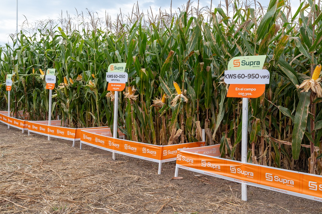 Los híbridos para silo Supra Semillas portan un “triple impacto”
