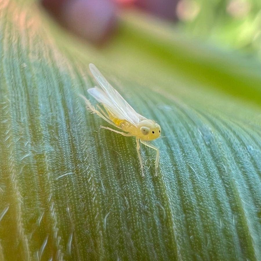 La chicharrita del maíz, una amenaza que persiste y obliga a anticipar las acciones de prevención

