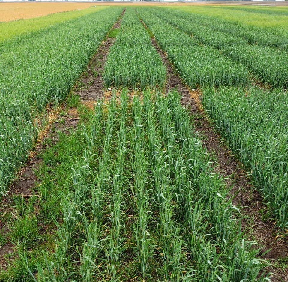 FMC propone maximizar la eficiencia con su tecnología en herbicidas

