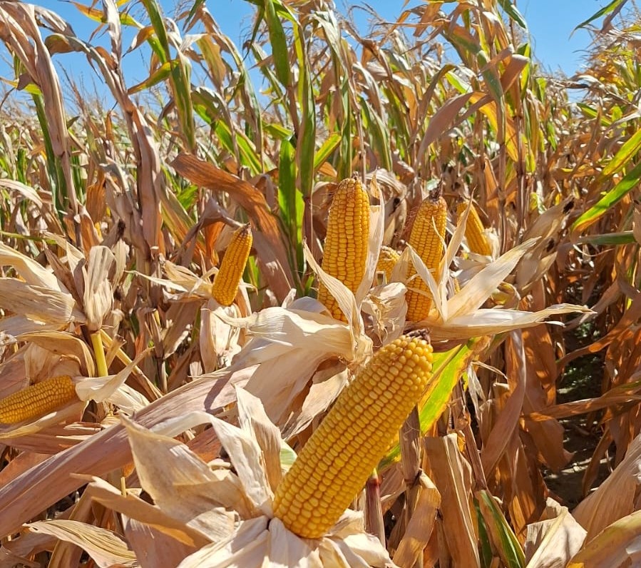 ILLINOIS presente en el Congreso Maizar 2025
