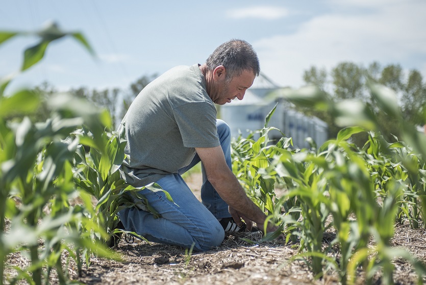 El maíz siempre es una oportunidad: recupera terreno y aspira a crecer un 18% 