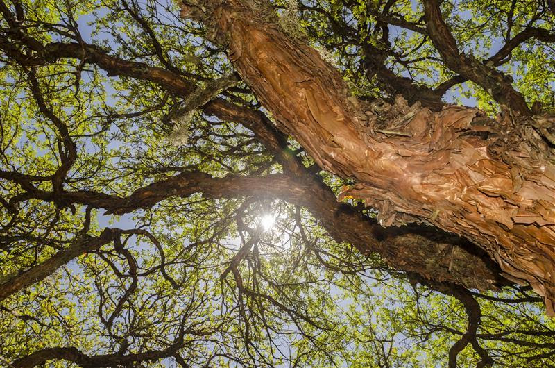 28 de junio, Día Internacional del Árbol: los ecosistemas andinos son la primera línea de defensa frente al cambio climático 
