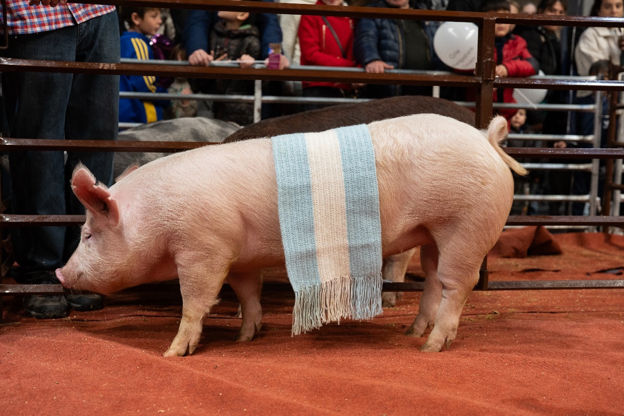 “Don Valentín”, la cabaña porcina que en un año calendario logró reunir 24 títulos nacionales