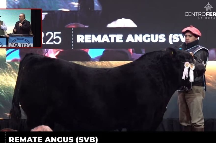 Una venta “Picante”: se pagaron 115 millones por un toro Angus en Palermo 2025