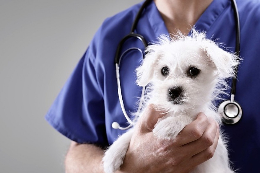 Día del Veterinario: Profesionales clave para la salud animal, humana y ambiental